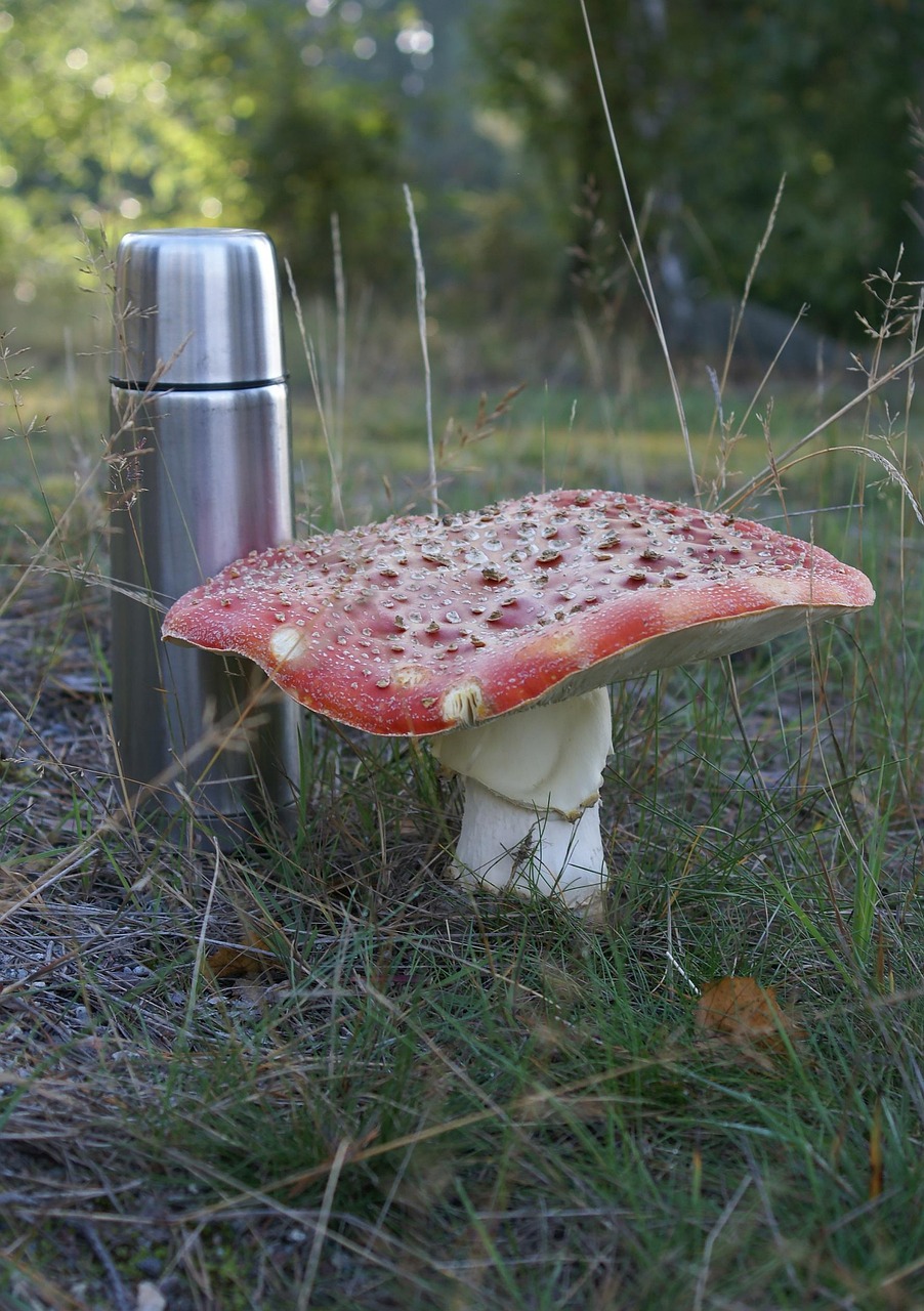 前十有毒章鱼排名是什么？〃有毒的章鱼有几种