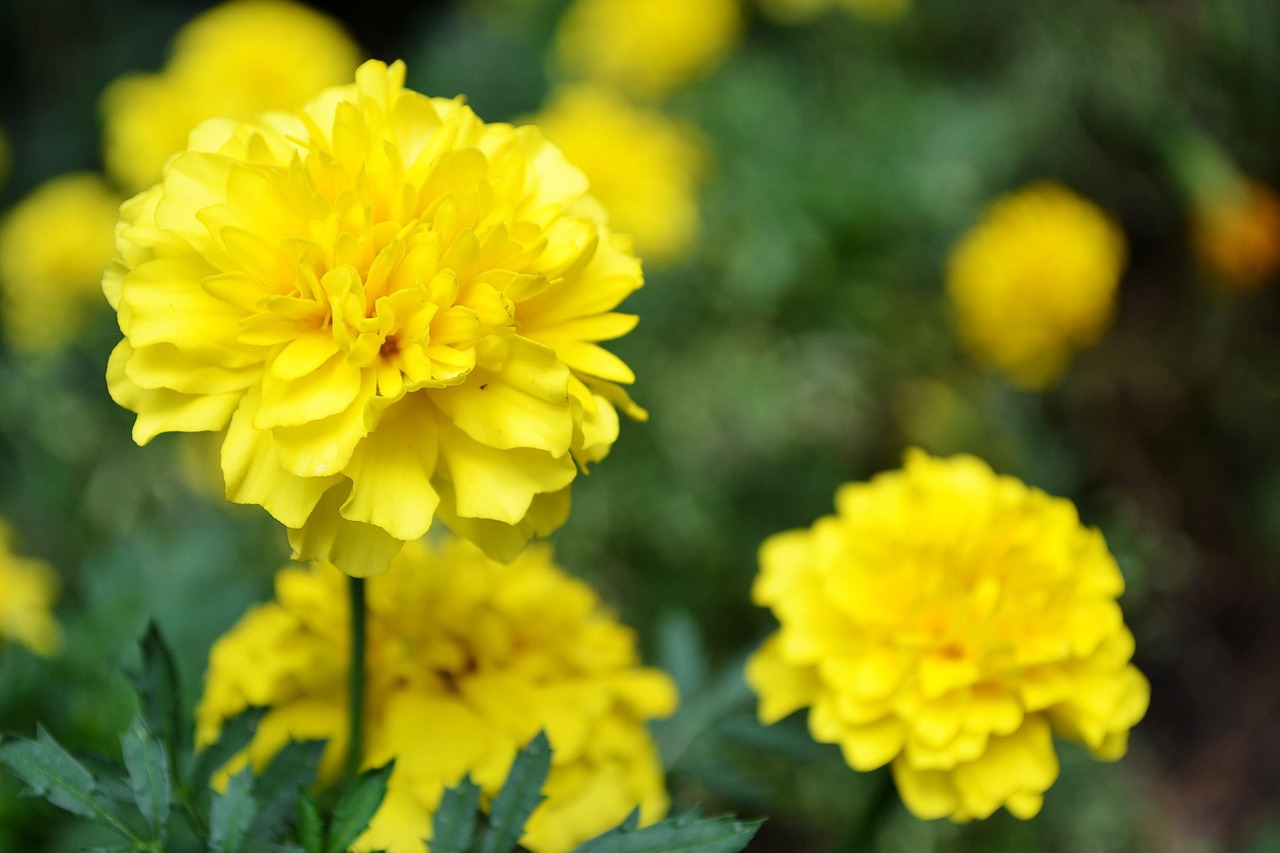 「植物园里有什么」〃植物园里有什么植物1000种