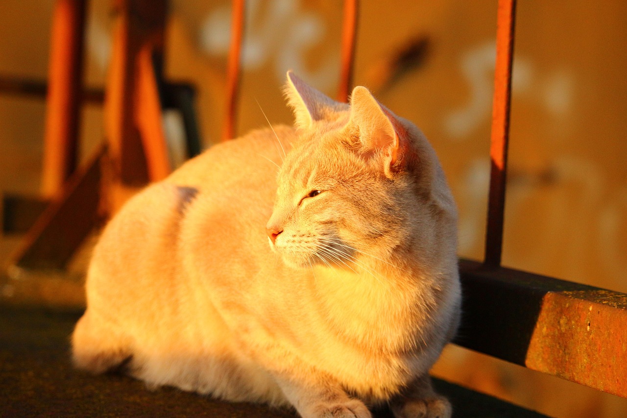 新猫到家需要注意什么？-新猫到家需要哪些必备清单