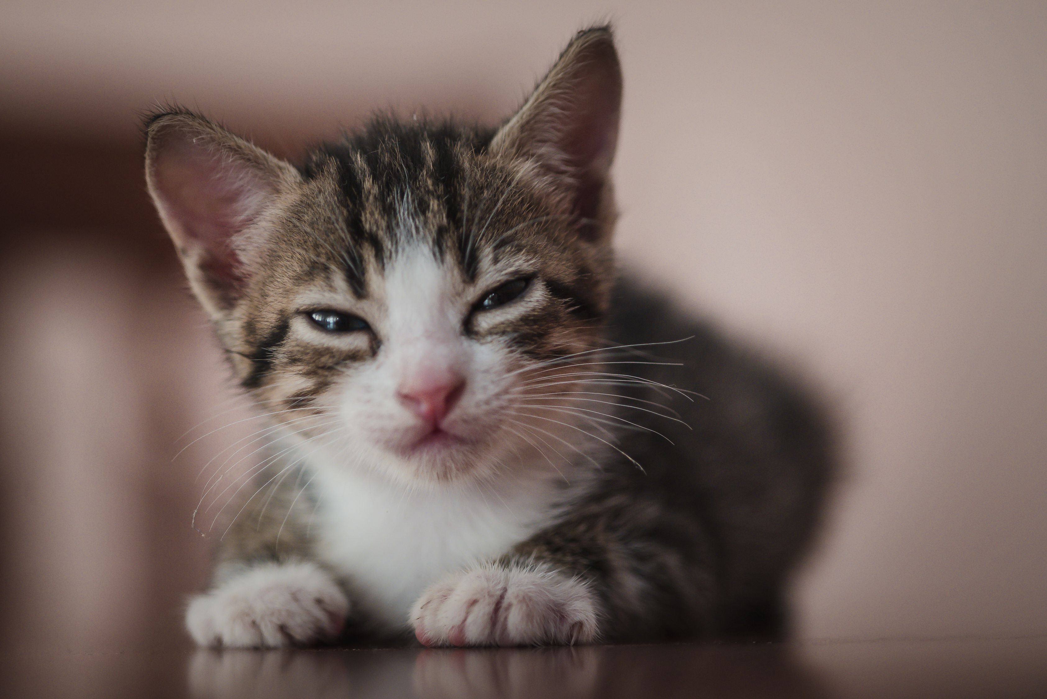 猫捉老鼠拼音那个是复韵母,猫捉老鼠里面的词 猫捉老鼠拼音那个是复韵母,猫捉老鼠里面的词
