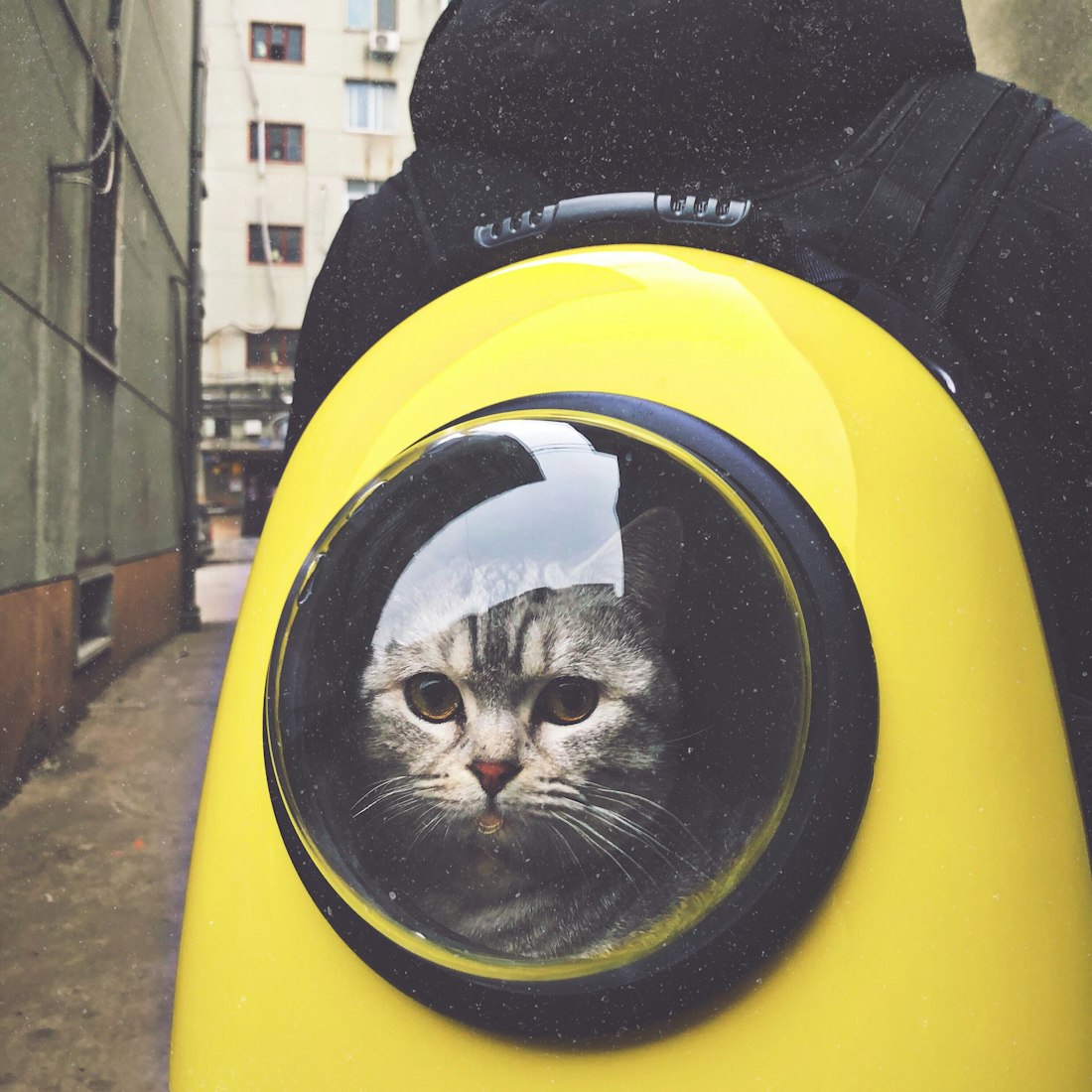 猫吐黄色的液体怎么回事-猫吐黄色的液体怎么回事一天一吐一次