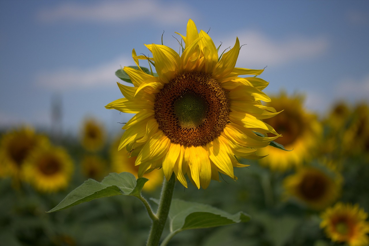 【向日葵的变化及原因三年级/向日葵有什么变化300字】 【向日葵的变化及原因三年级/向日葵有什么变化300字】