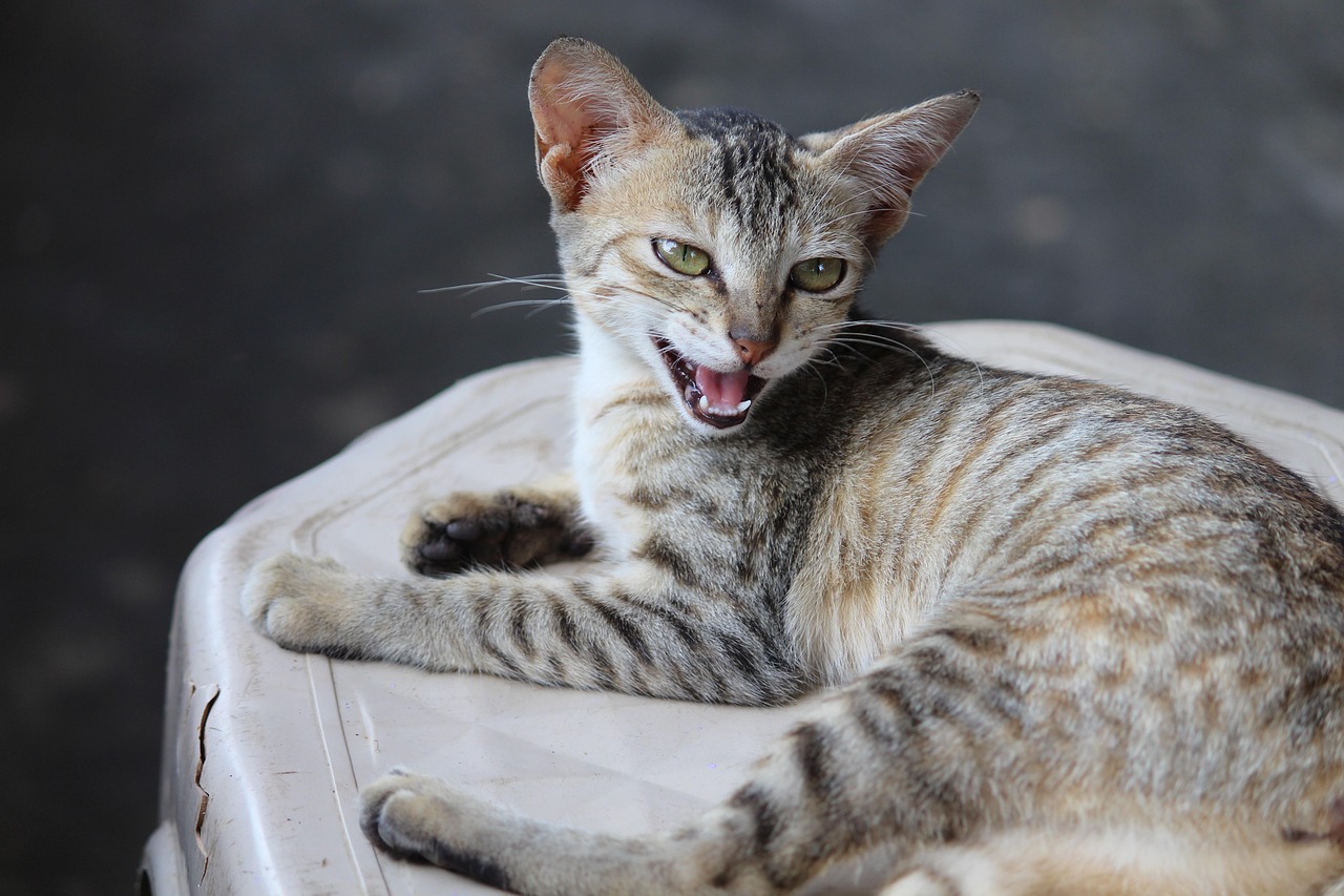 明朝猫︰(明朝猫儿房)