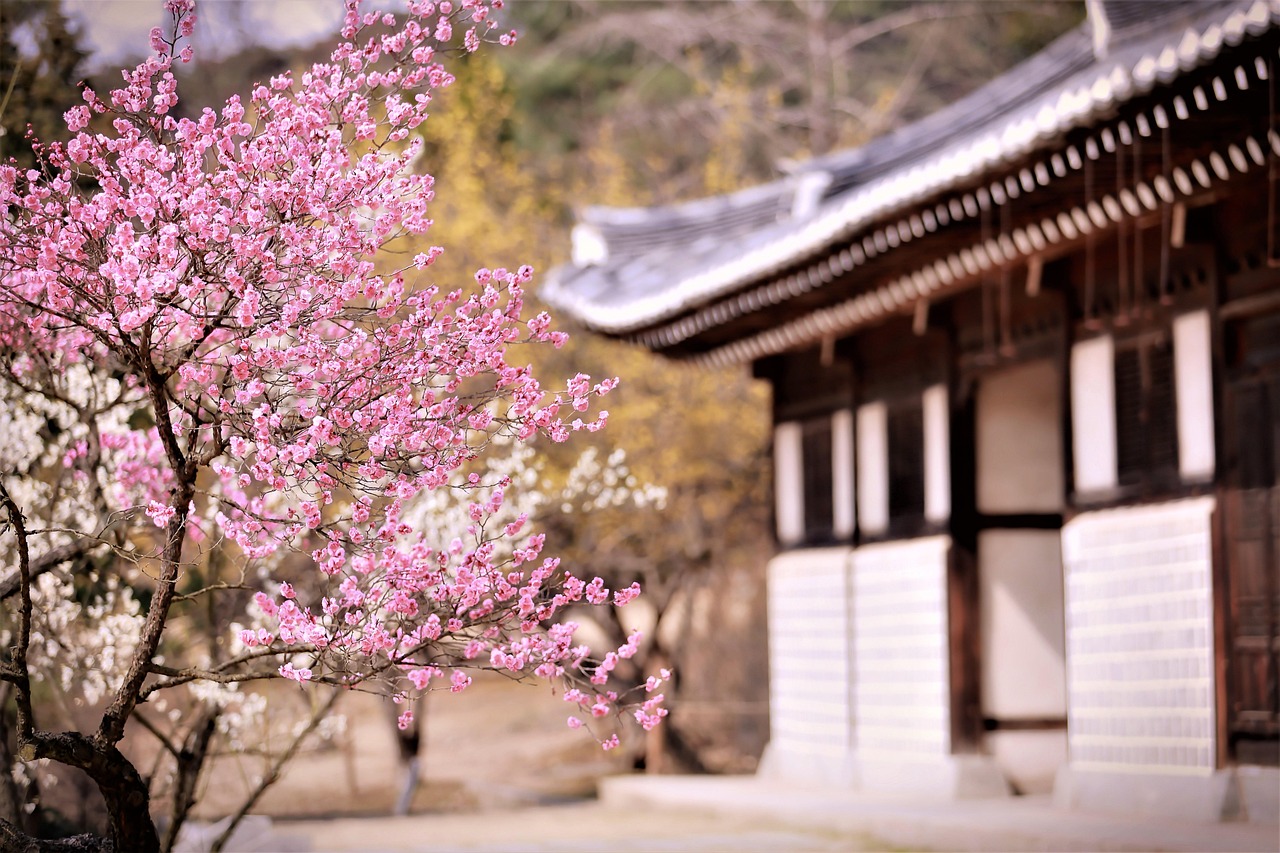 【南京看梅花去哪里好/南京欣赏梅花的地方】