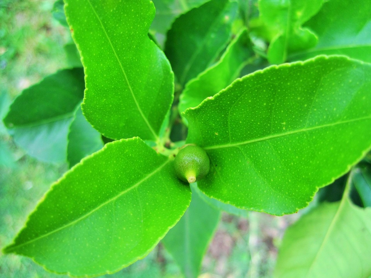 「发芽能吃的植物」〃发芽可以吃的食物