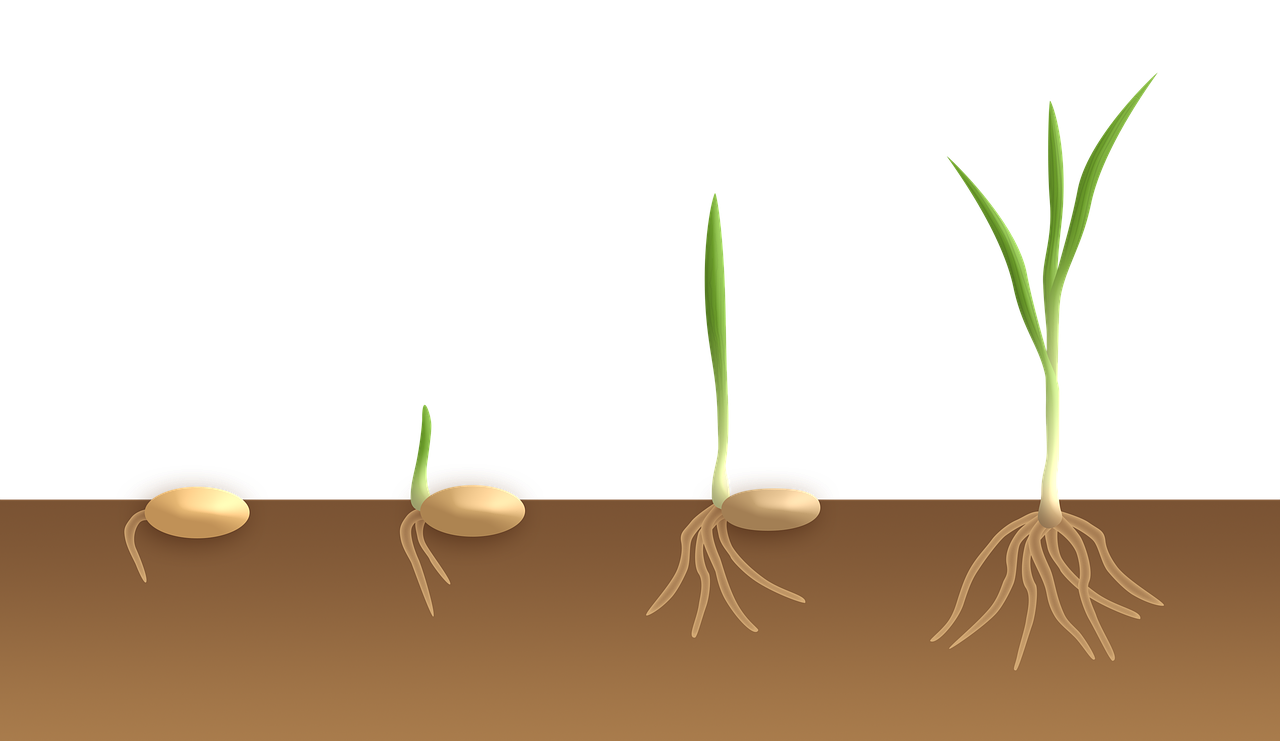 「发芽能吃的植物」〃发芽可以吃的食物 「发芽能吃的植物」〃发芽可以吃的食物