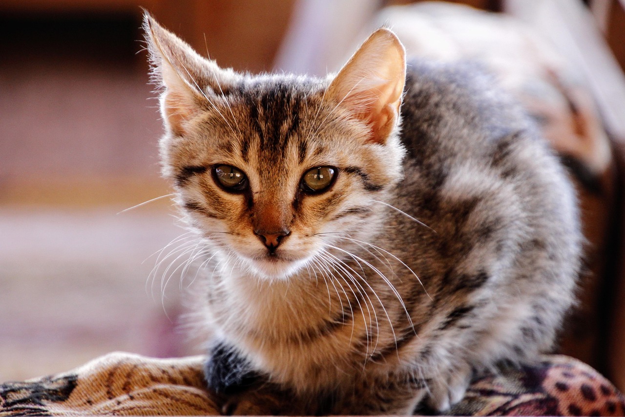 猫咪寄养不吃东西怎么办？︰(猫咪寄养后不吃东西)
