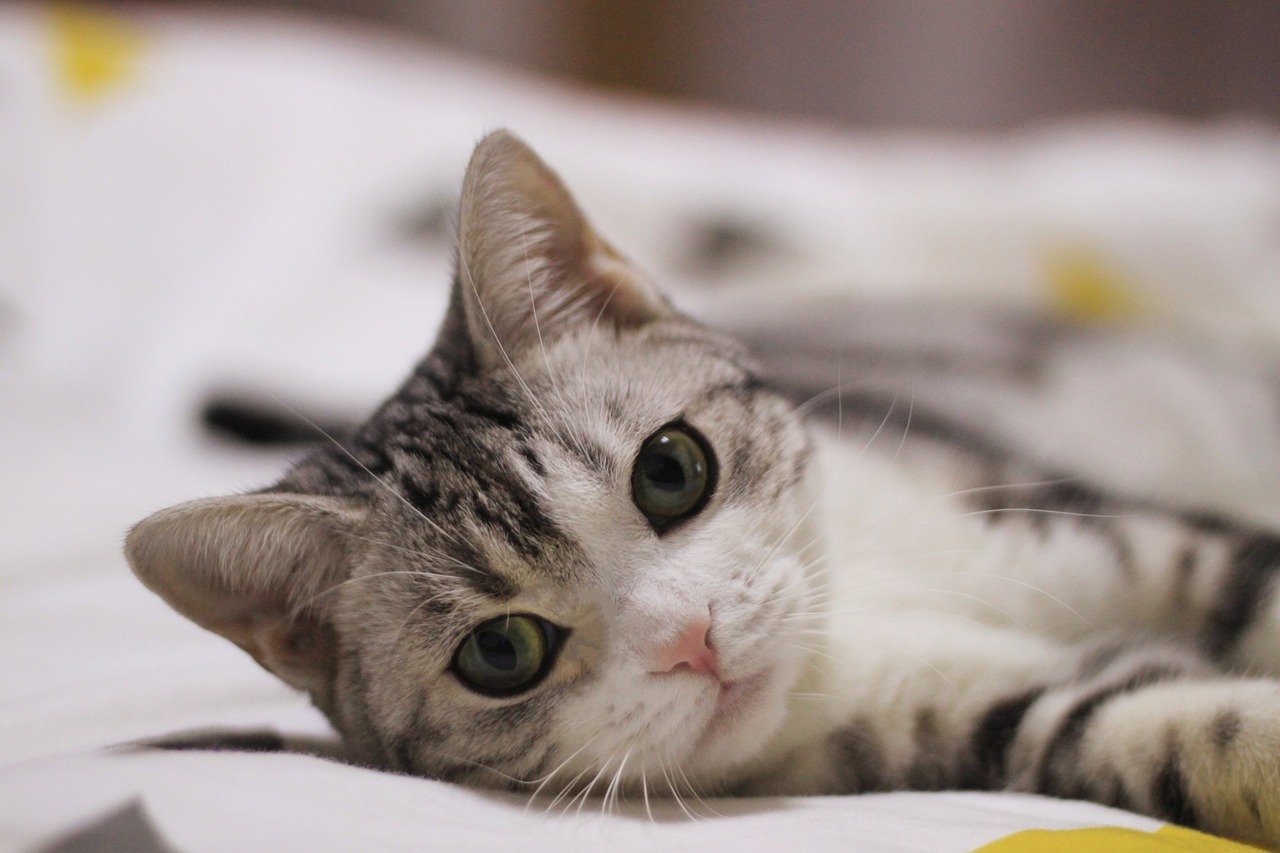猫咪寄养不吃东西怎么办？︰(猫咪寄养后不吃东西)