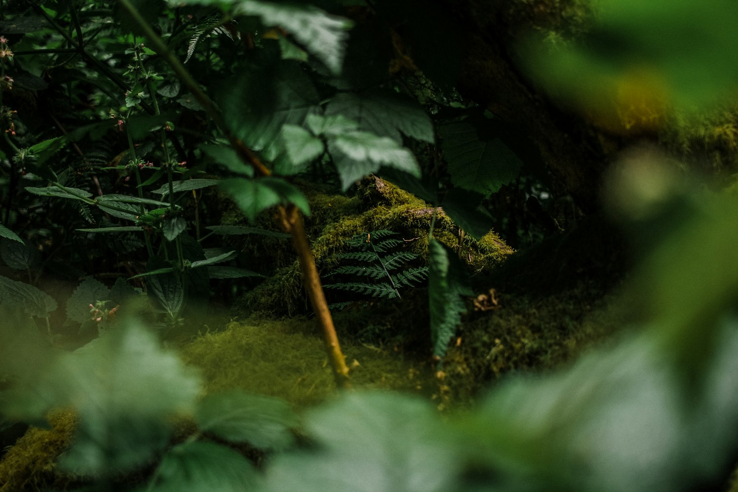 【植物分为藻类植物、苔藓植物、蕨类植物和___植物四类．/藻类植物苔藓植物蕨类植物都不能产生什么】