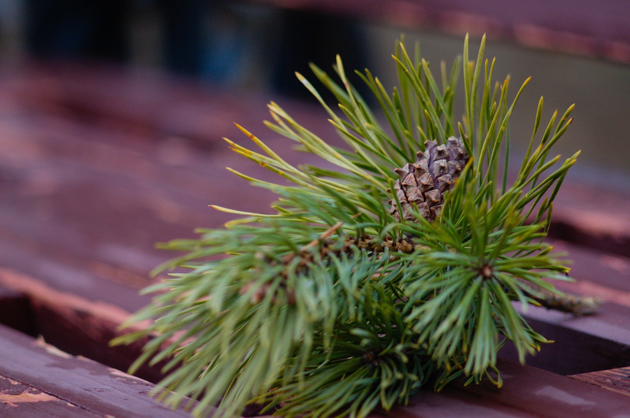 【植物分为藻类植物	、苔藓植物、蕨类植物和___植物四类．/藻类植物苔藓植物蕨类植物都不能产生什么】