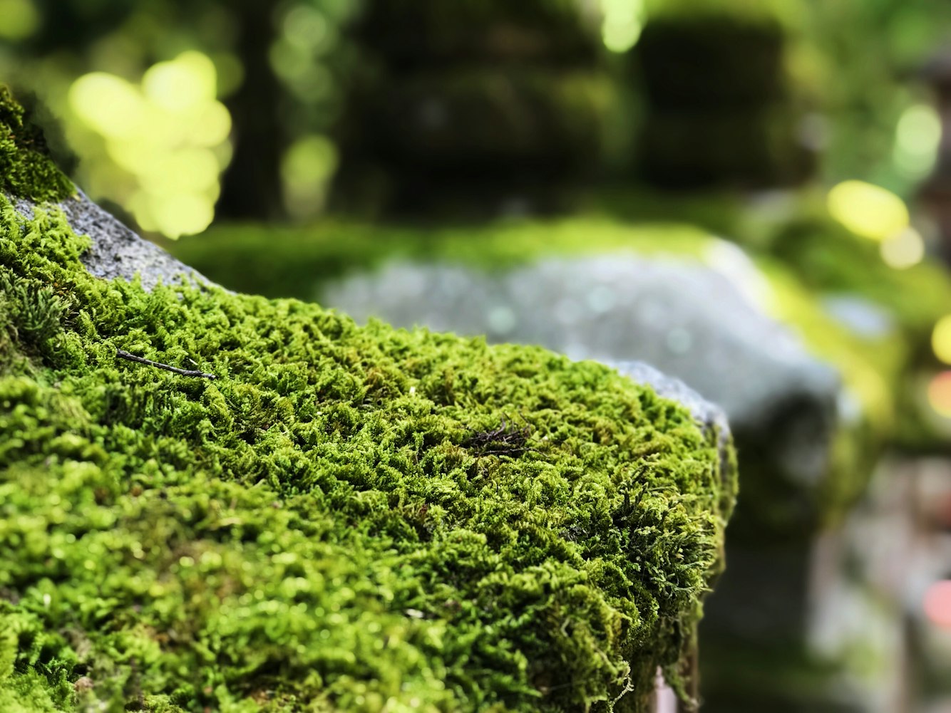 【植物分为藻类植物、苔藓植物、蕨类植物和___植物四类．/藻类植物苔藓植物蕨类植物都不能产生什么】