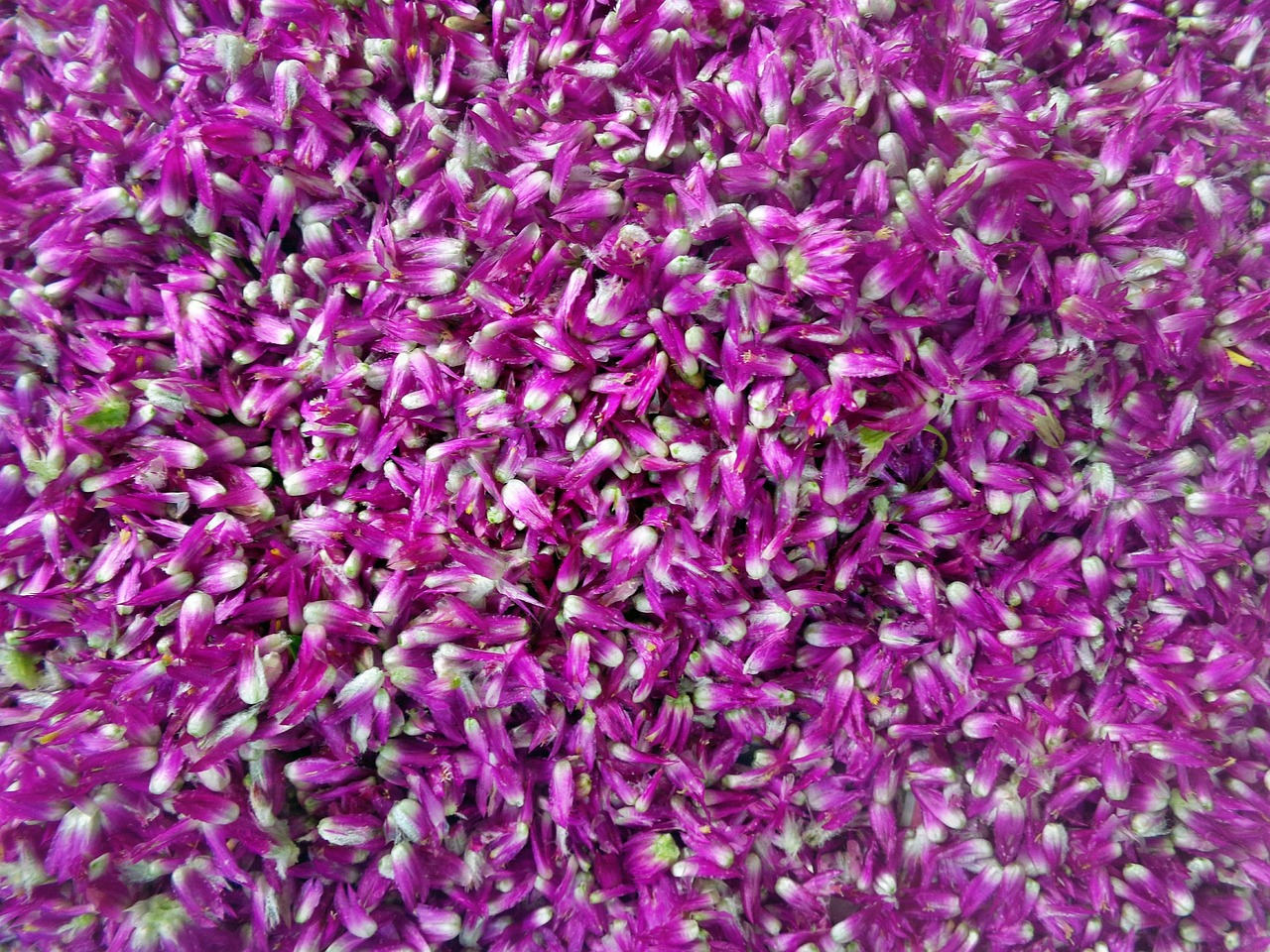 【桂花有几个品种(最常见的桂花种类)/桂花有几个品种?】 【桂花有几个品种(最常见的桂花种类)/桂花有几个品种?】