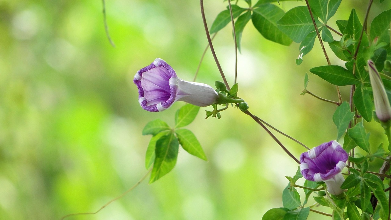 小学生植物手抄报牵牛花片,手抄报牵牛花藤蔓边框