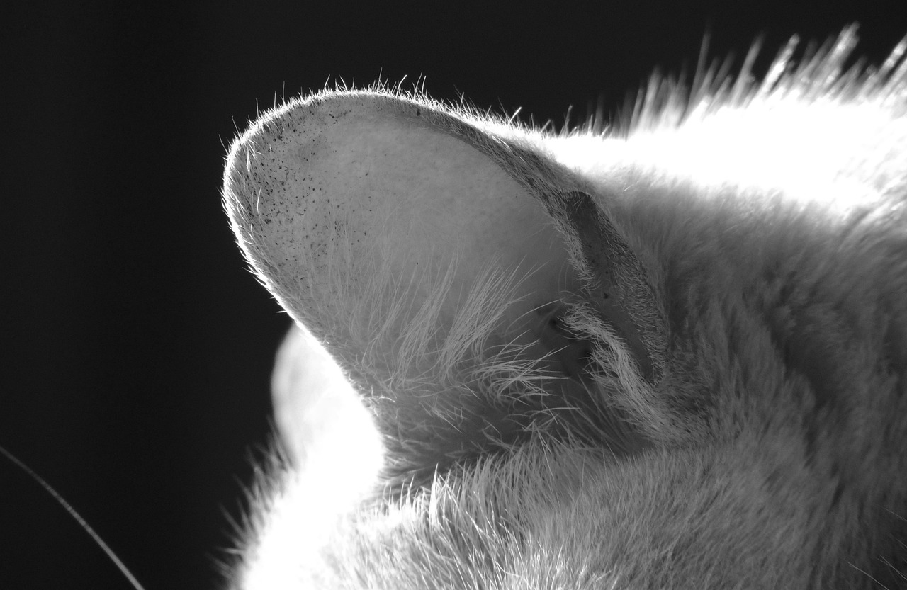 猫咪耳朵姿态有什么含义〃猫咪耳朵姿势