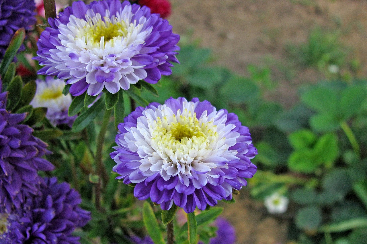 花卉名称,稀有花卉名称