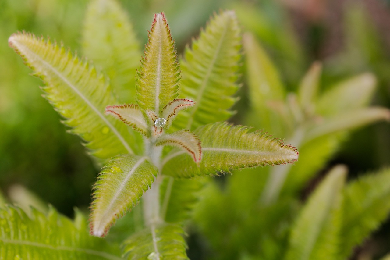 “植物的吸水主要靠什么来完成” 植物吸水有哪三种方式？