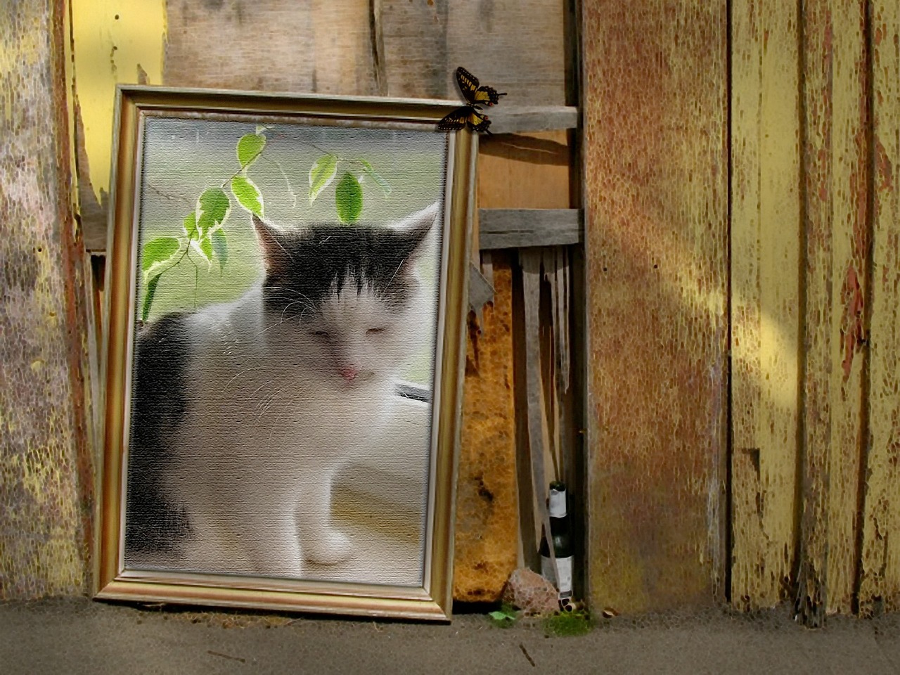 猫的年龄点计〃猫的年龄对应