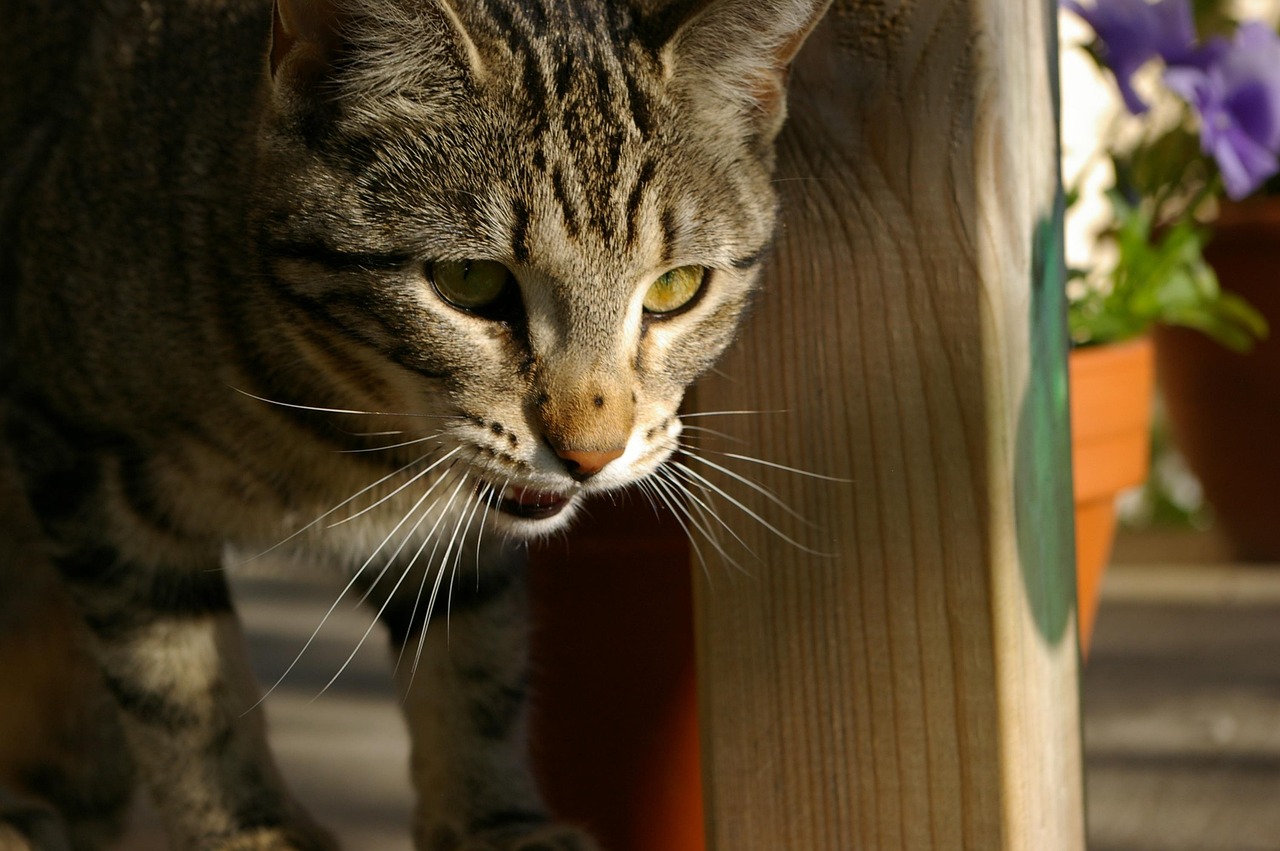 猫的年龄点计〃猫的年龄对应 猫的年龄点计〃猫的年龄对应