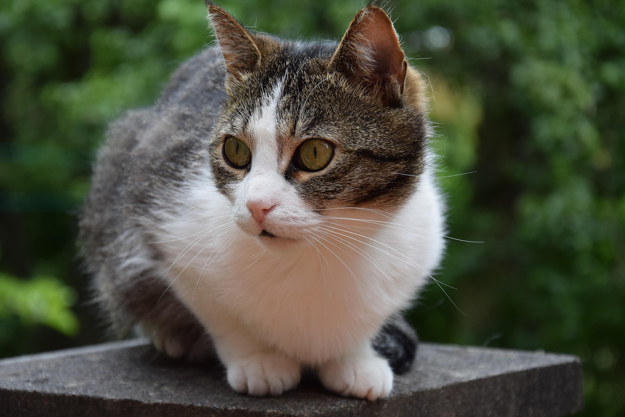 猫和狗就不能一起养吗.猫和狗能一起养么