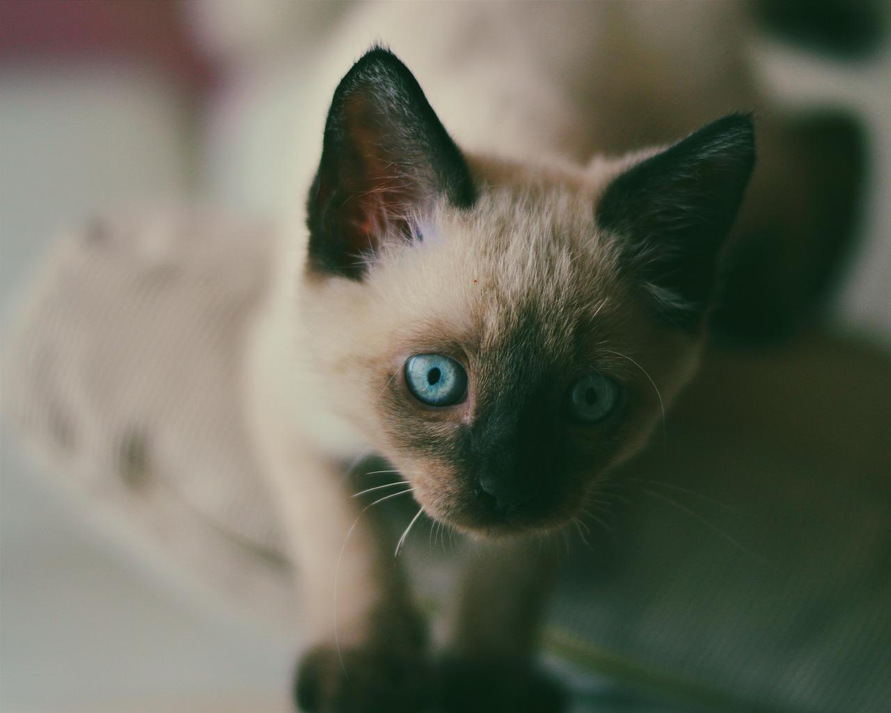 猫咪能吃板栗吗蒸熟的-猫咪可以吃熟板栗吗