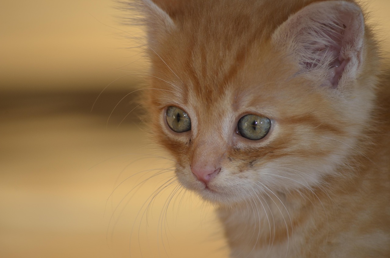 猫咪能吃板栗吗蒸熟的-猫咪可以吃熟板栗吗 猫咪能吃板栗吗蒸熟的-猫咪可以吃熟板栗吗