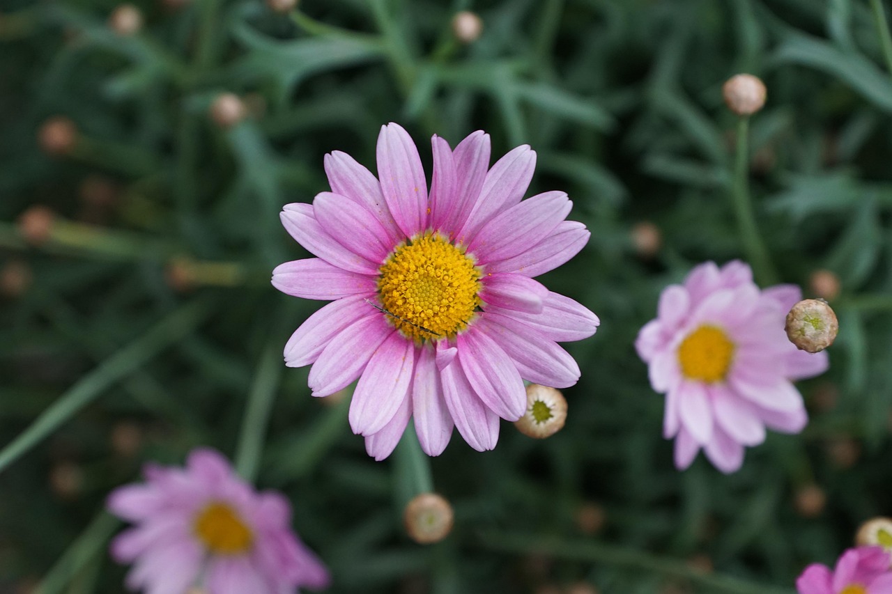 关于传·叙花列的唯美语录.叙花列2