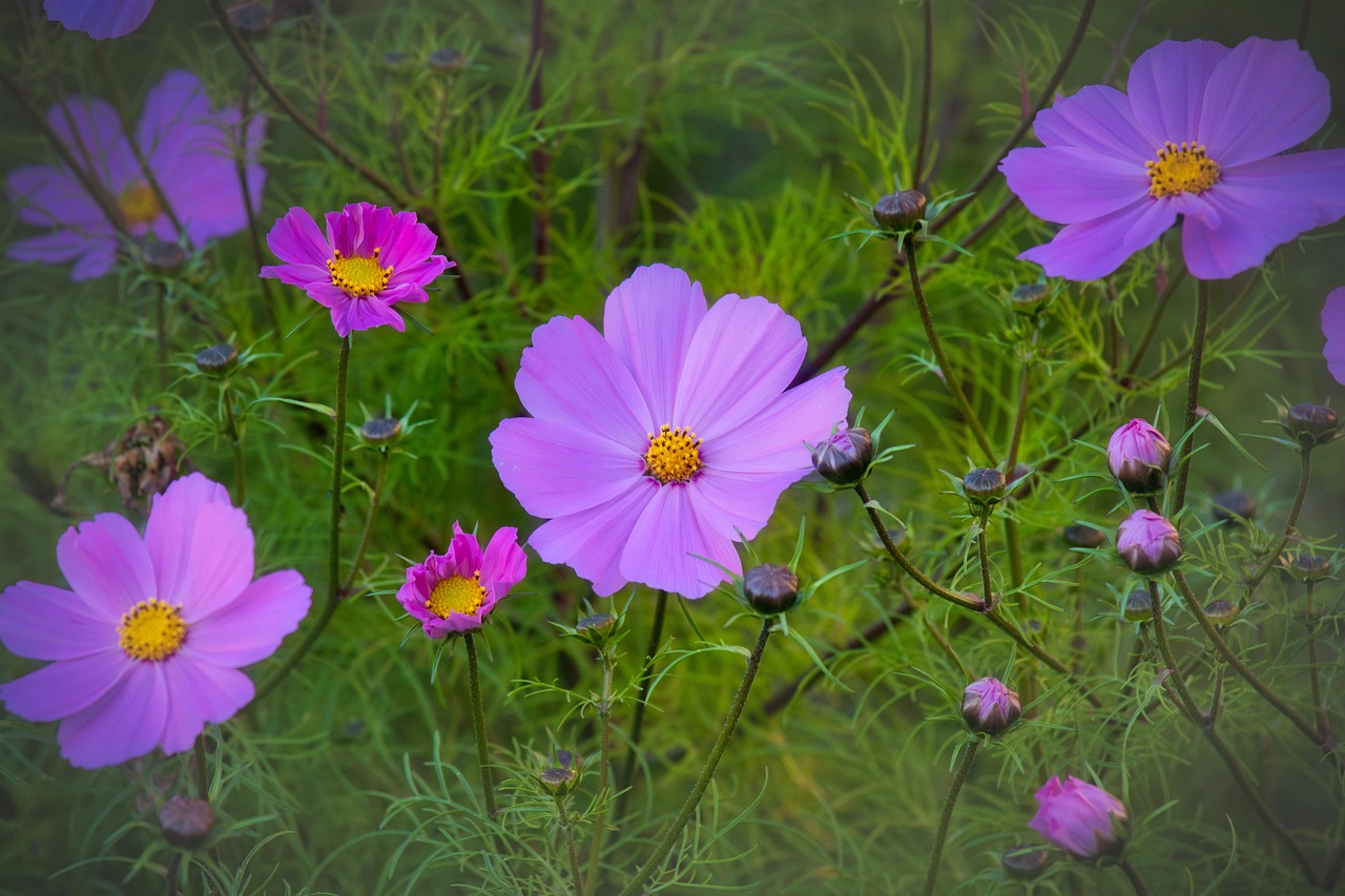 关于传·叙花列的唯美语录.叙花列2 关于传·叙花列的唯美语录.叙花列2