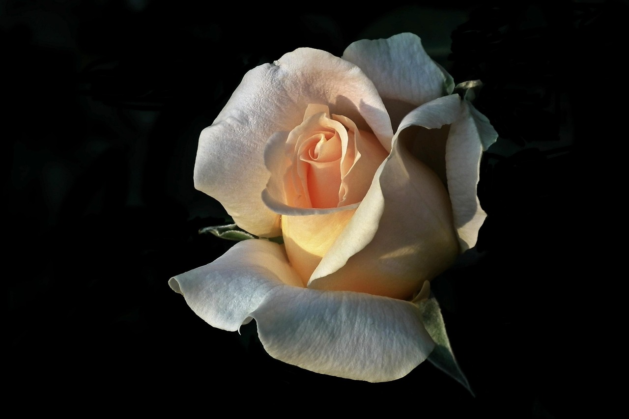 “什么花的花语是失望的爱	” 什么花的花语是失望的爱情？