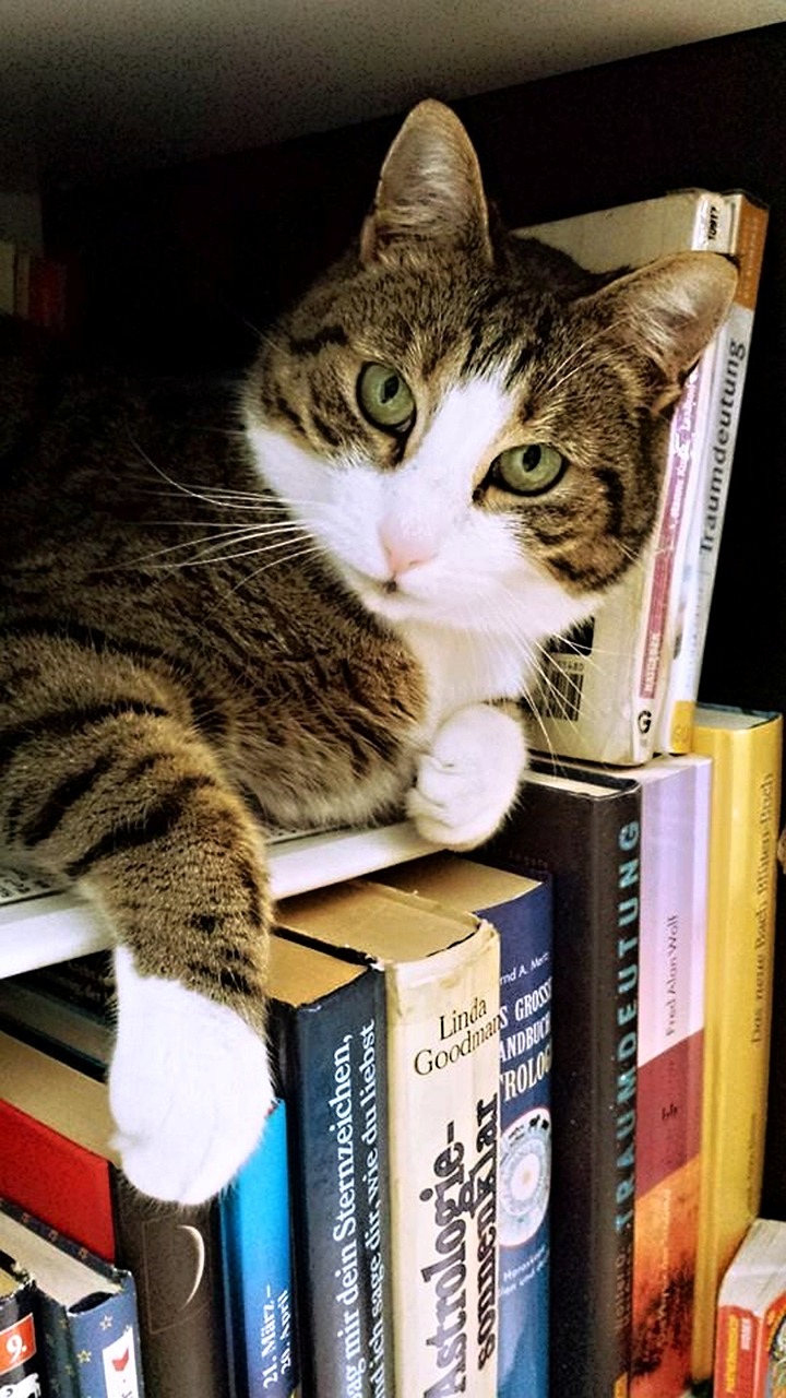 【猫与桃花源讲了什么故事猫与桃花源剧情解析/猫与桃花源】