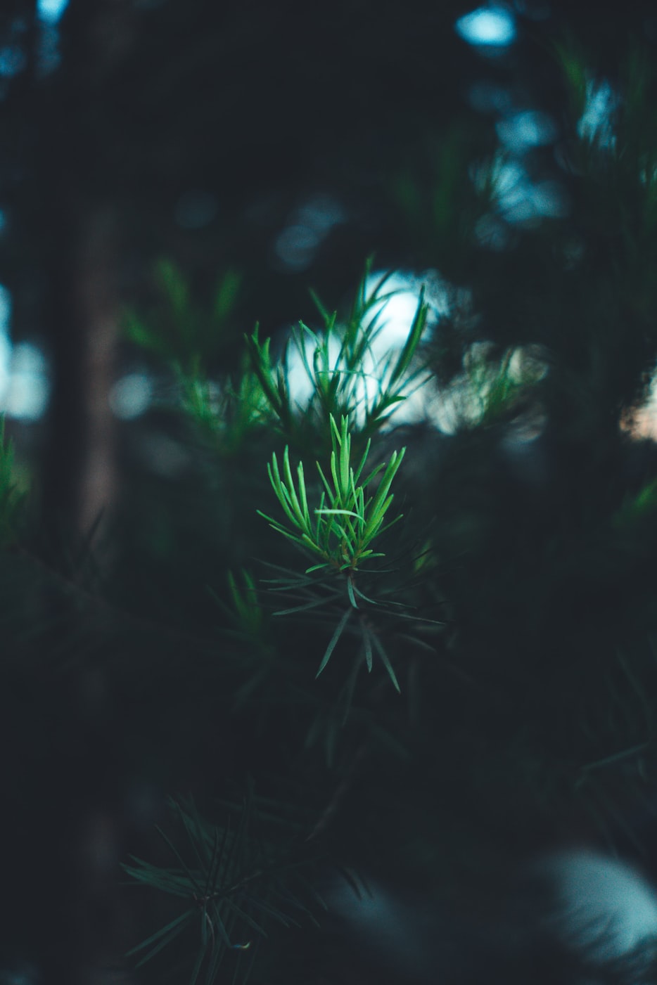 【开灯的晚上植物是吸氧还是放氧？/晚上开灯对植物好吗】
