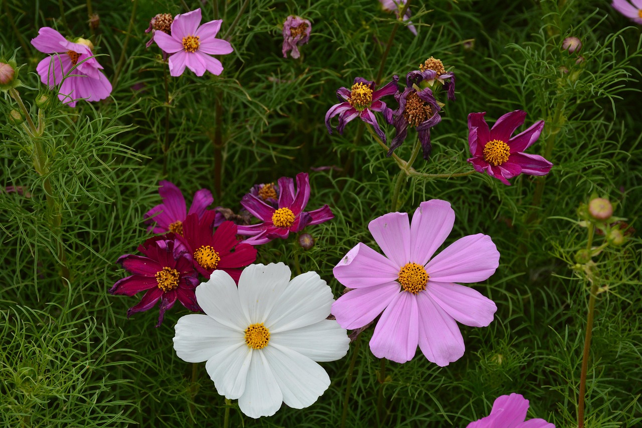【如何拍花好看的技巧/怎么拍花好看有意境】