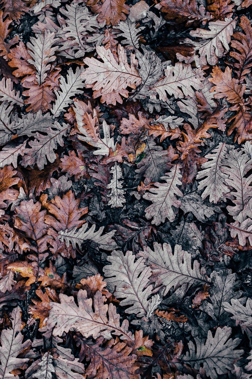 【如何拍花好看的技巧/怎么拍花好看有意境】