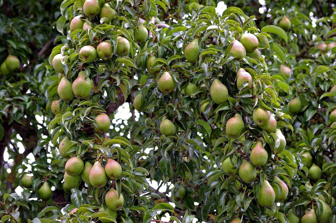 【前十高蛋白水果一览表/高蛋白水果有哪些食物排名表】