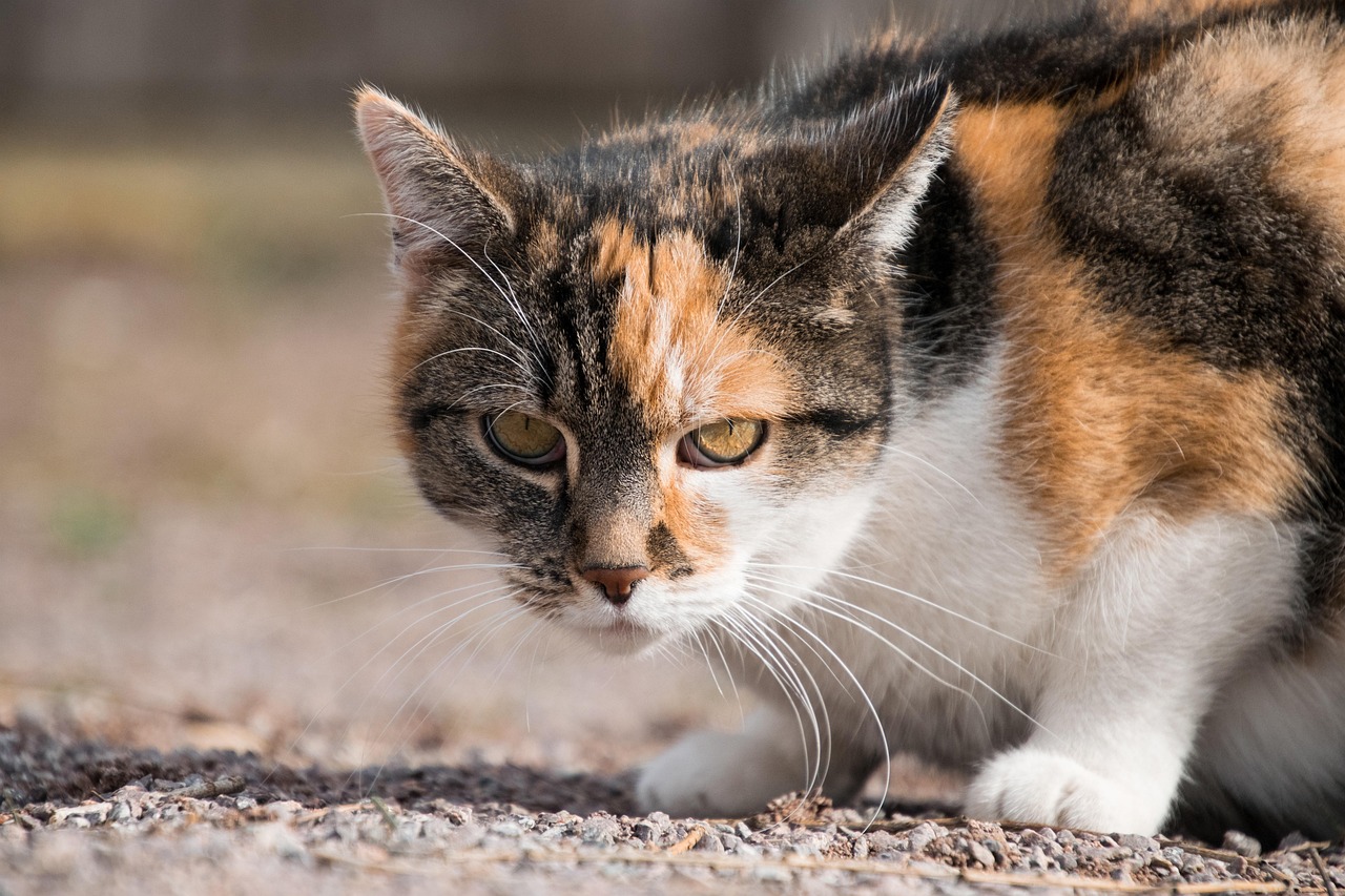 猫认得回家的路吗.猫能不能认识回家的路