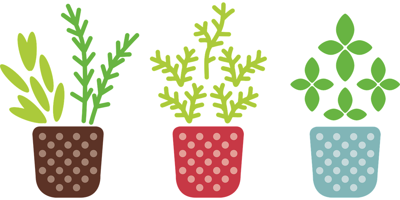 草本植物的生长过程〃草本植物阶段
