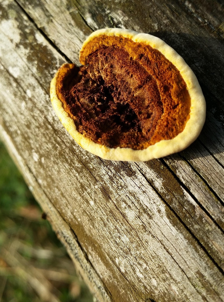 五加皮有毒吗？︰(五加皮食用有什么好处)