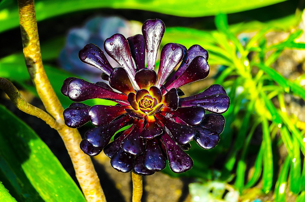 「自然界的奇葩植物」〃自然界奇怪的植物