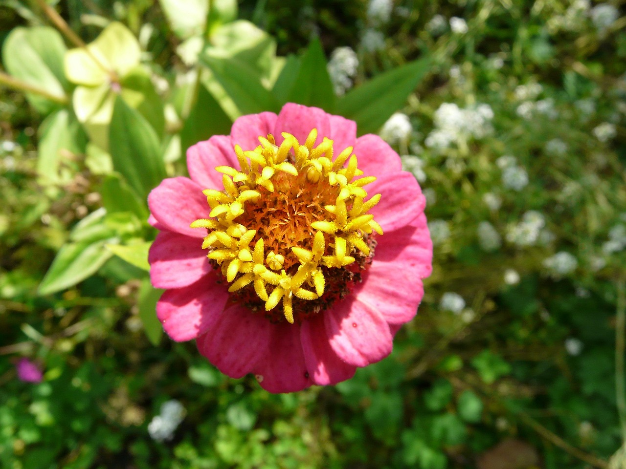 「愿君多采撷此物最相思.是什么植物」〃愿君多采撷此物最相思描写的是哪种植物 「愿君多采撷此物最相思.是什么植物」〃愿君多采撷此物最相思描写的是哪种植物