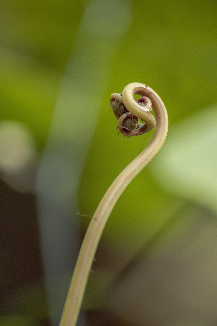 「有哪些奇异的植物详细说说」〃你知道哪些奇异的植物?它有什么特点