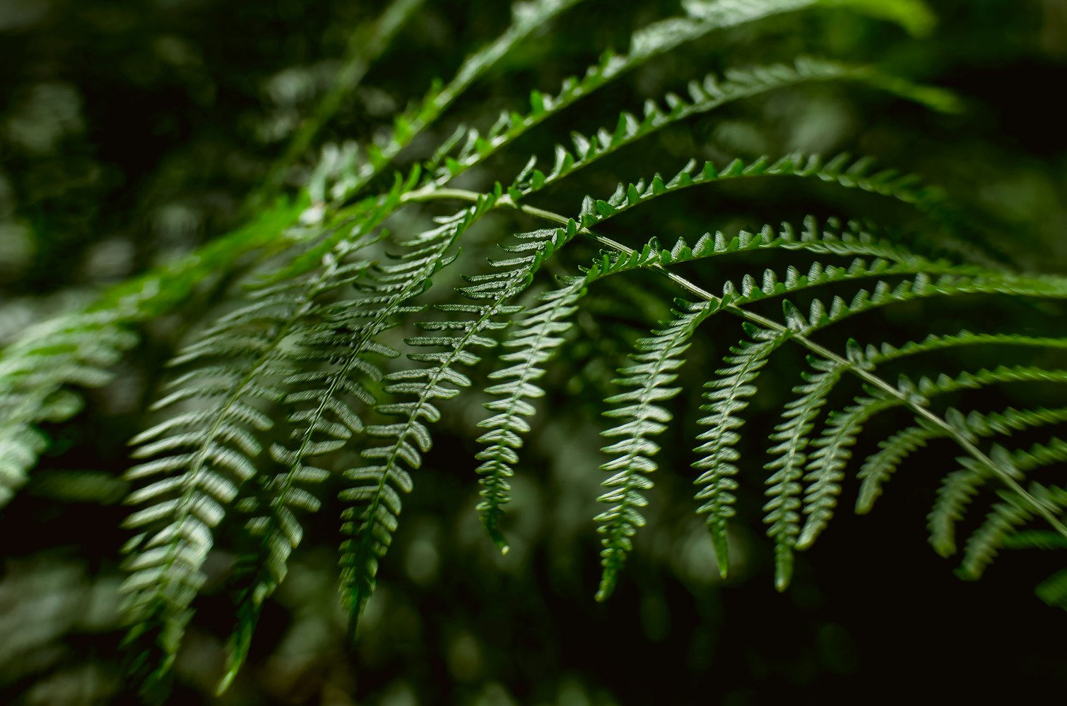 什么是蕨类植物,蕨类植物怎么养-蕨类植物百度百科 什么是蕨类植物,蕨类植物怎么养-蕨类植物百度百科