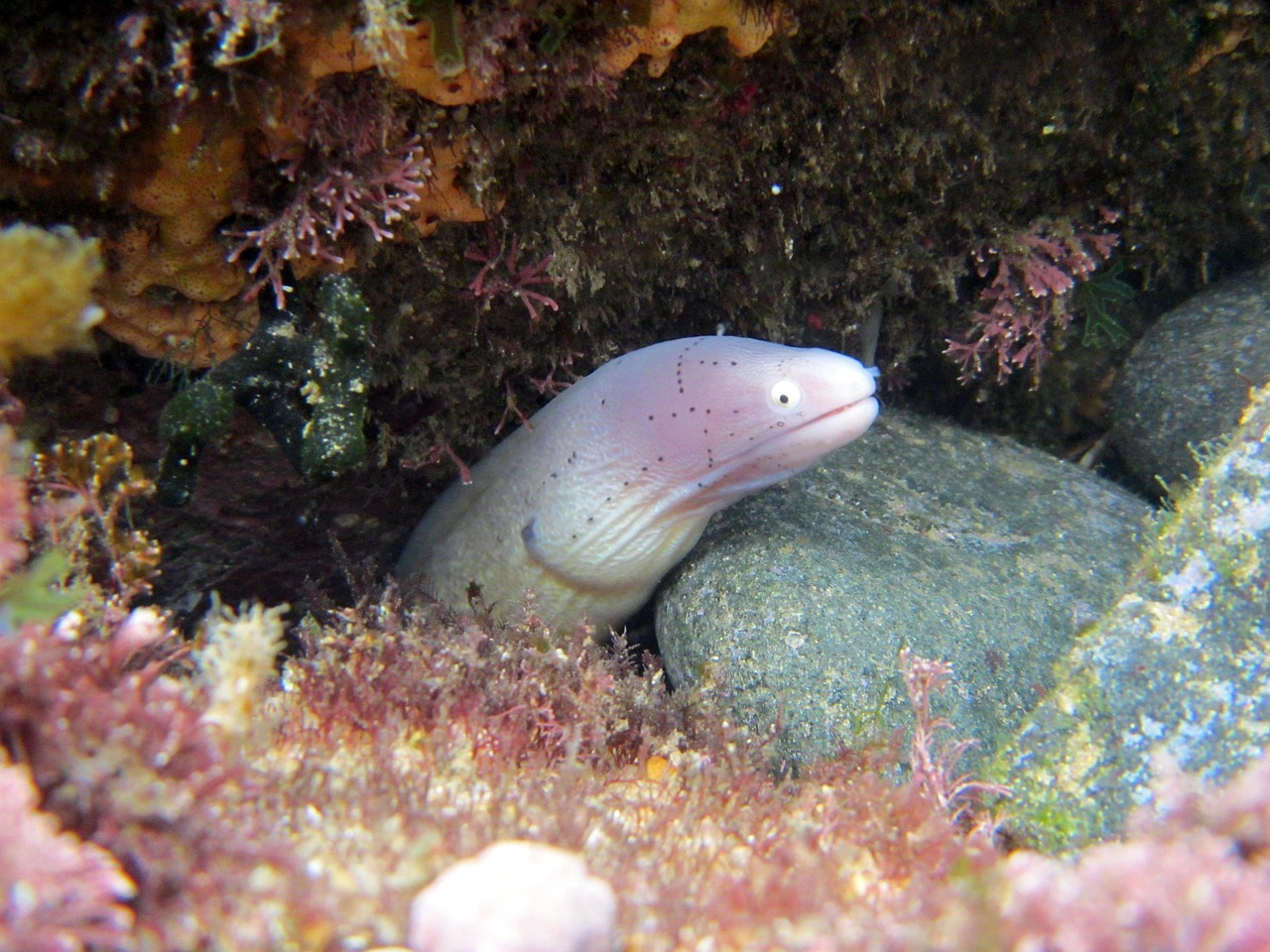 【海底有哪些生物-有多少种-/海底里面有哪些生物】 【海底有哪些生物-有多少种-/海底里面有哪些生物】