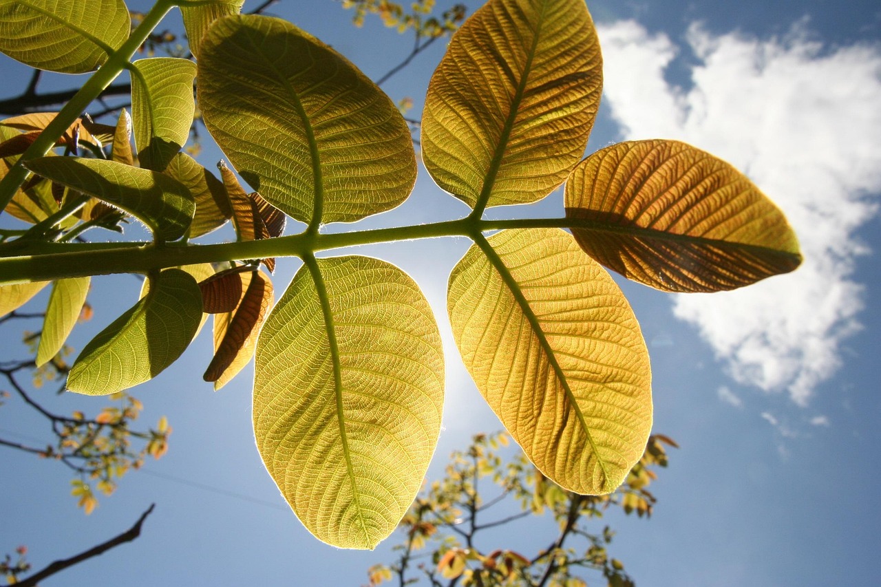 “植物生长需要什么-” 植物生长需要什么光？