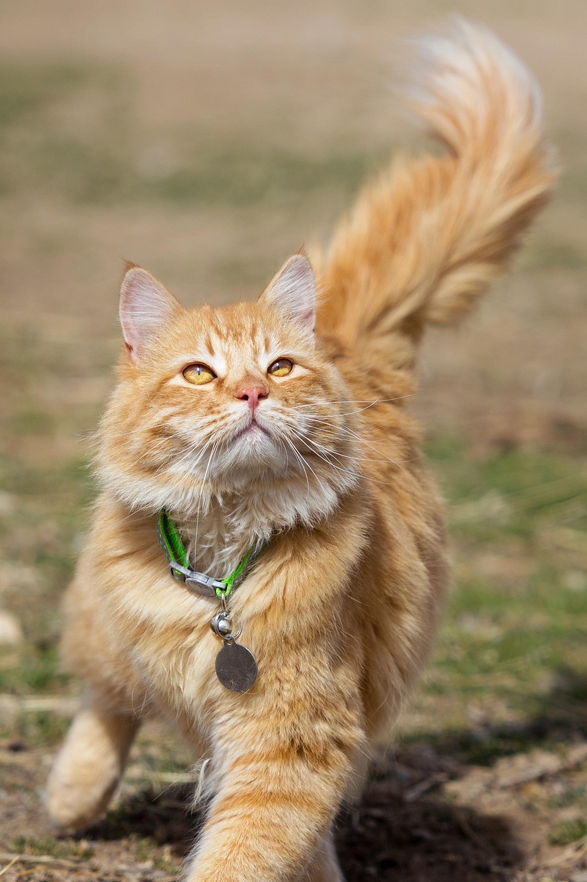 “一只想飞的猫好词好句一只想飞的猫全文” 一只想飞的猫7个好句？
