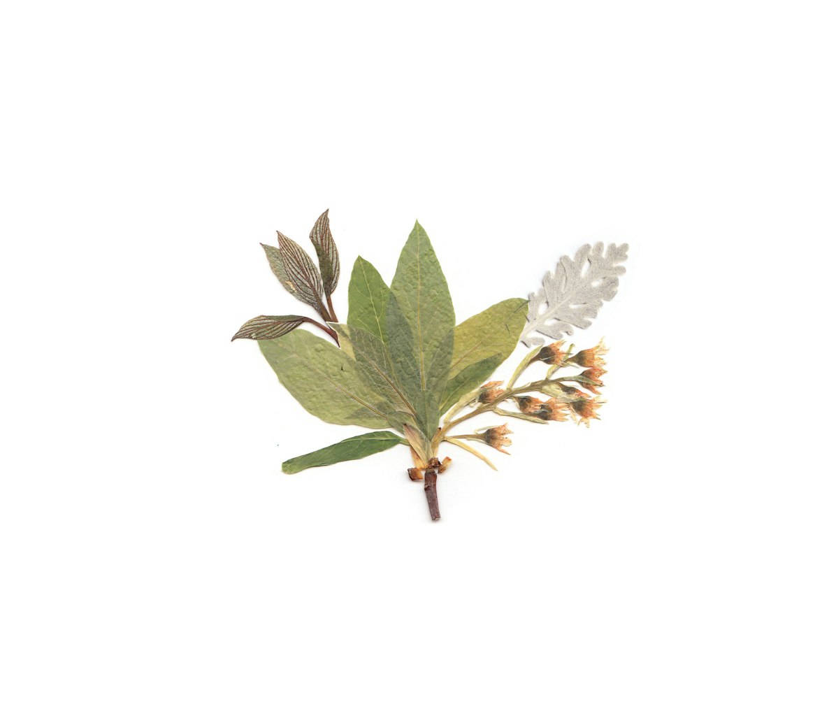 植物的现代诗简短10首〃植物的现代诗超短