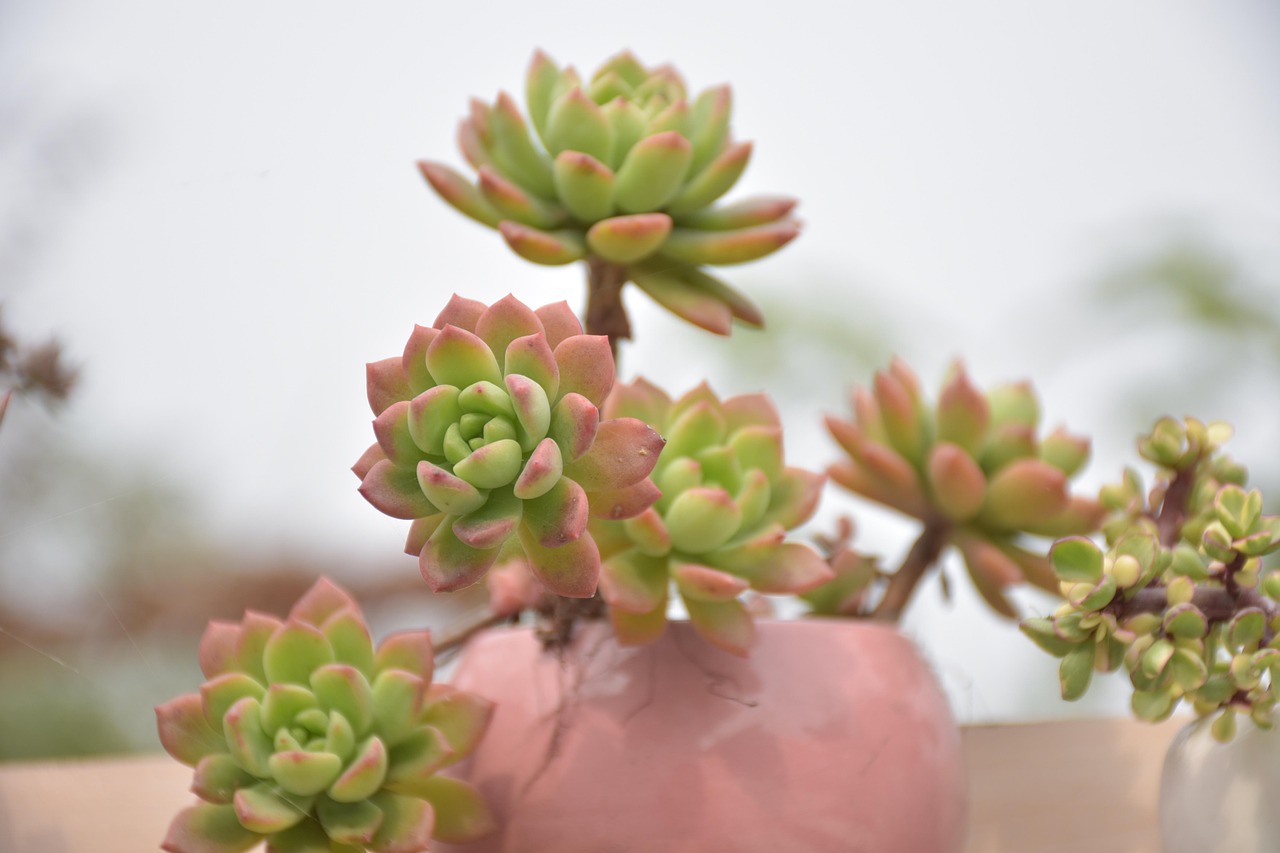 怎样种植多肉植物？.怎样种植多肉才好看