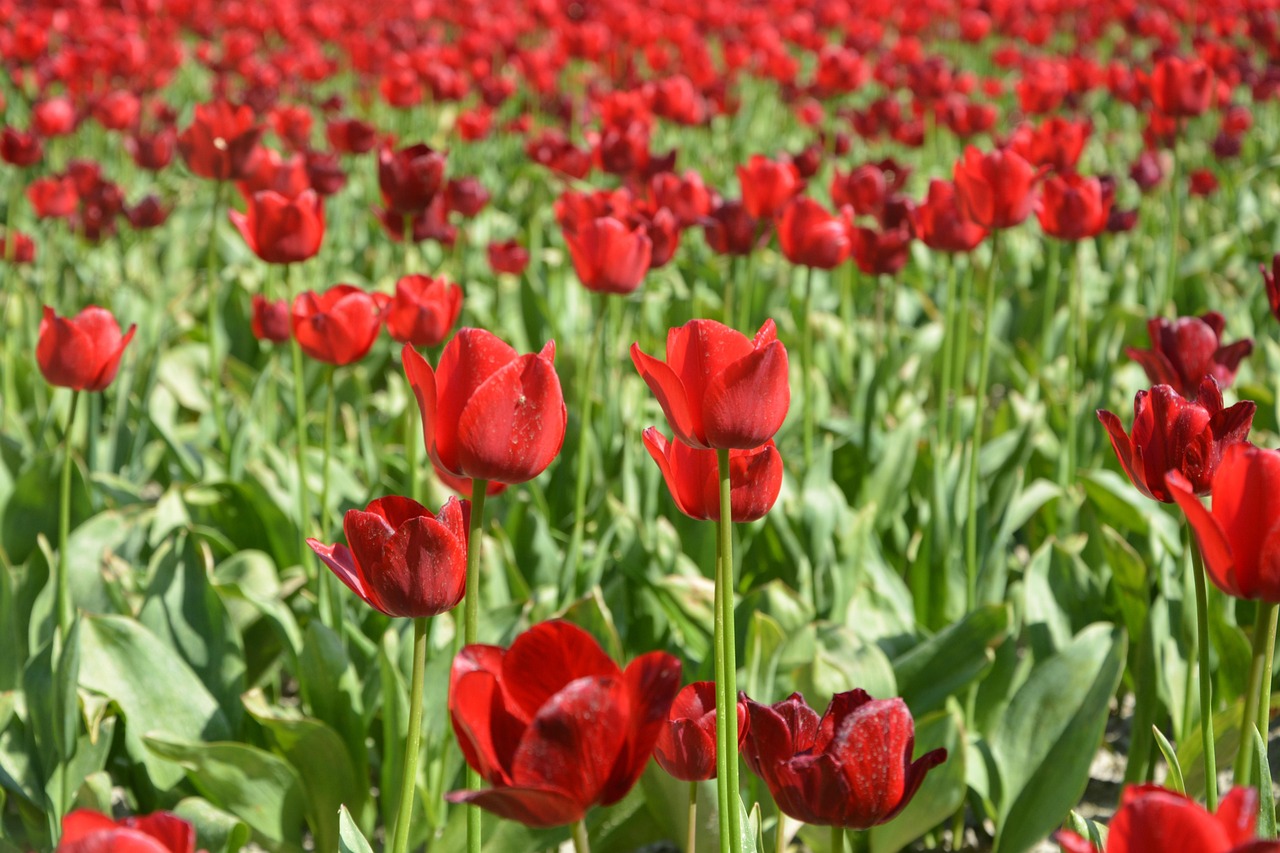 北京郁金香花海在哪里︰(北京郁金香哪个公园) 北京郁金香花海在哪里︰(北京郁金香哪个公园)