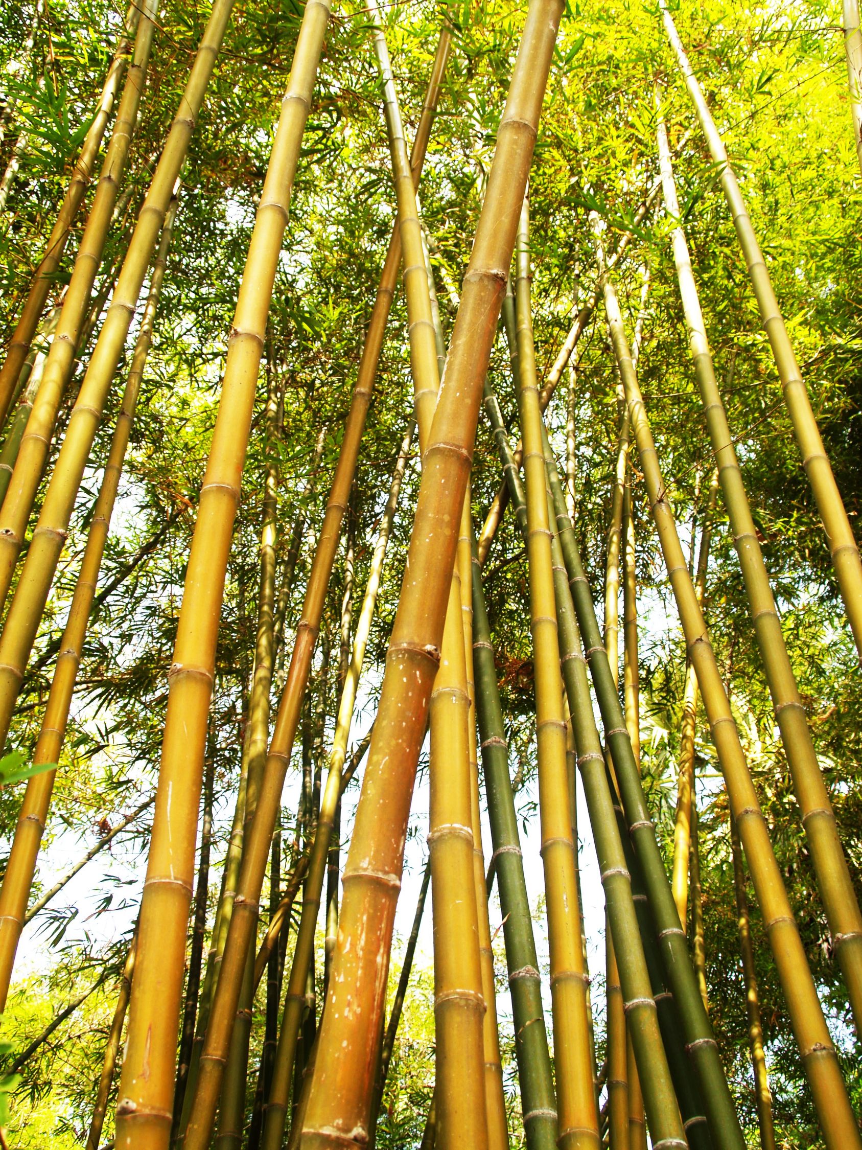 「小学一年级语文《会睡觉的植物》原文及教案」〃会睡觉的植物图片