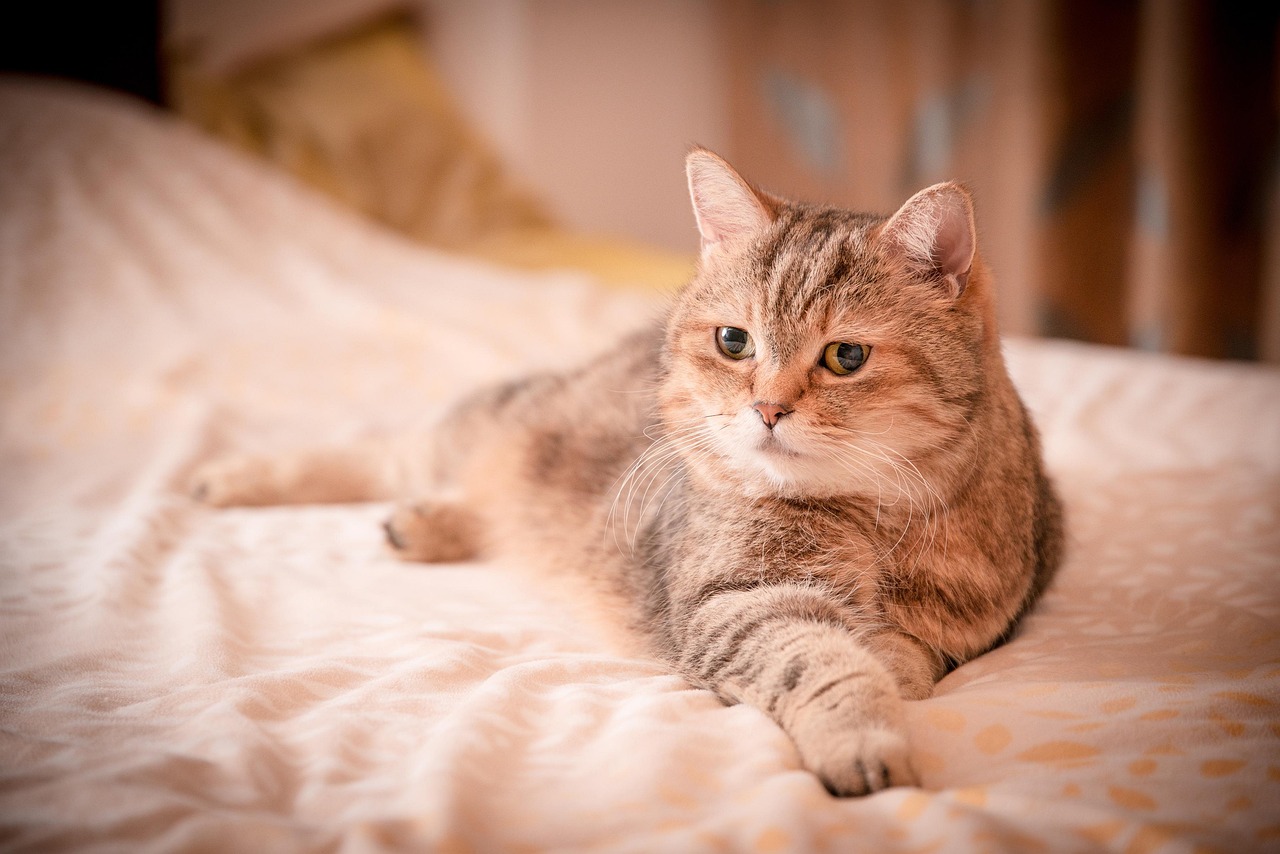 如何健康的养猫〃如何养猫须知 如何健康的养猫〃如何养猫须知