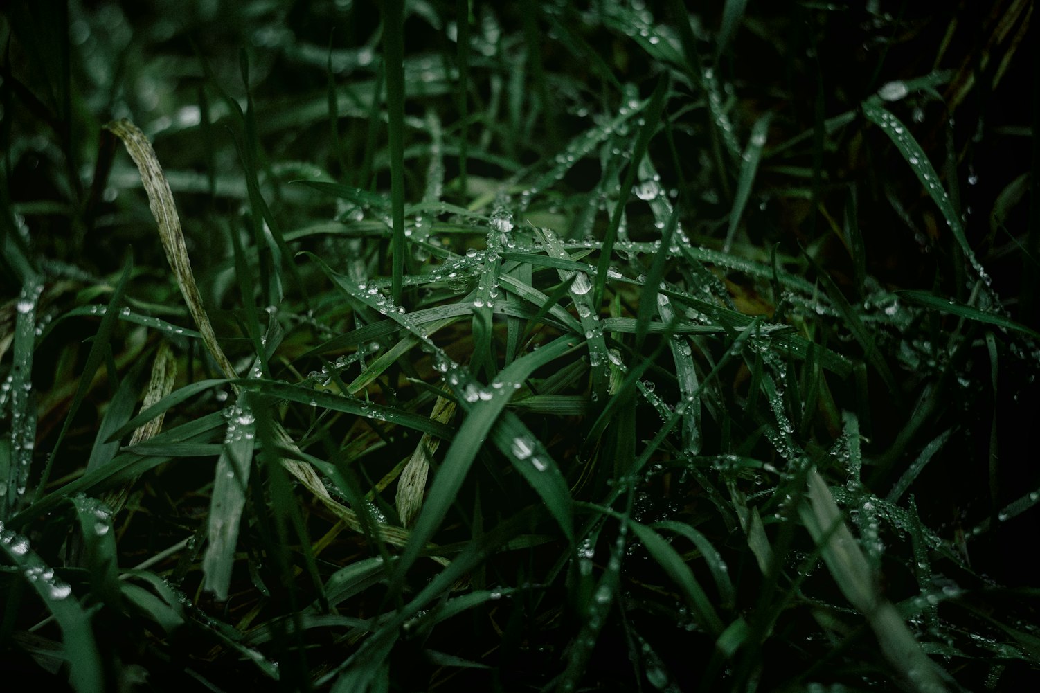 【植物光合作用是在白天还是晚上进行/植物光合作用凌晨几点】
