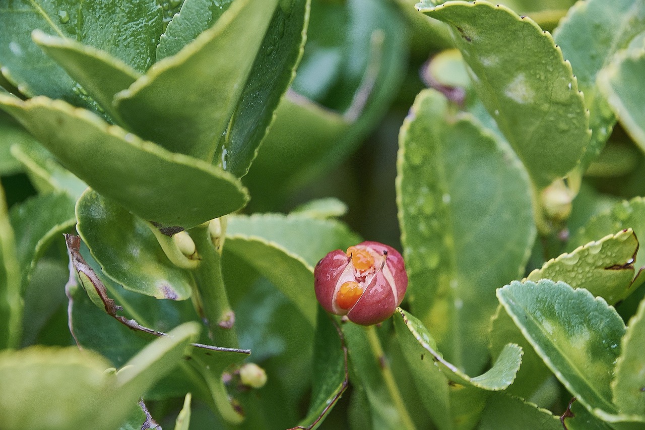 【植物中能食用花部分的蔬菜是什么/能食用的花草植物】 【植物中能食用花部分的蔬菜是什么/能食用的花草植物】